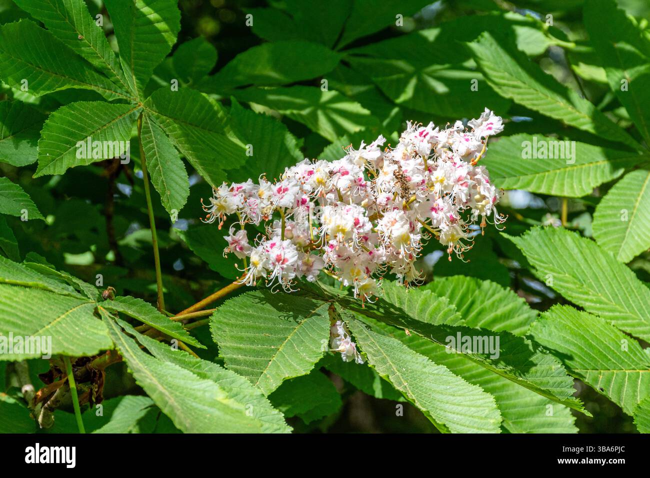 Fiore su ippocastano (Aesculus hippocastanum) Foto Stock
