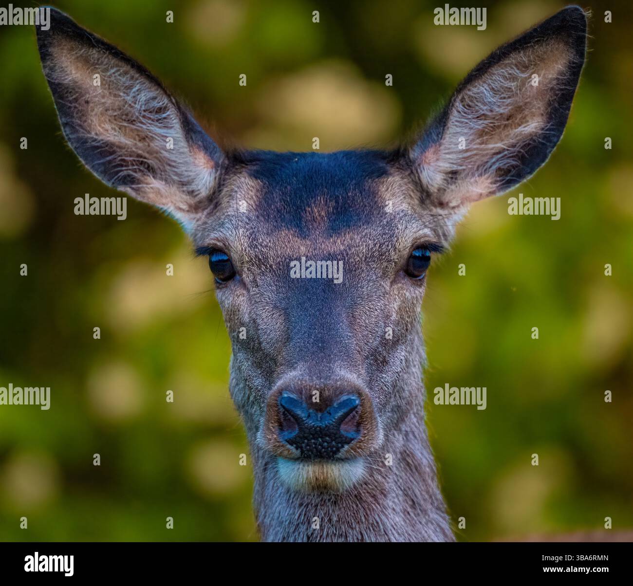 Ritratto di un cervo rosso in Norvegia. Foto Stock