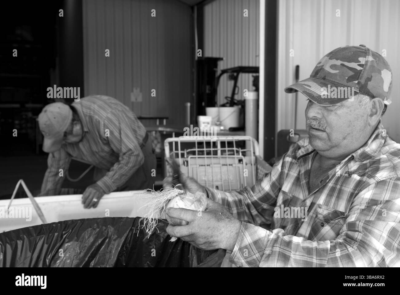 Uomo caucasico che sbuccia una cipolla con un altro lavoratore sullo sfondo alla McLeod Farms, McBee, Carolina del Sud, USA. Foto Stock