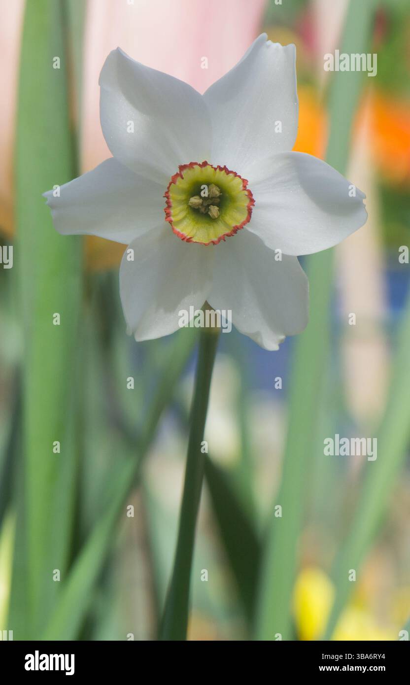 Pheasant's Eye Daffodil è stato trasportato in un giardino a Blackburn, Lancashire, Regno Unito il 30 aprile 2025. Foto Stock
