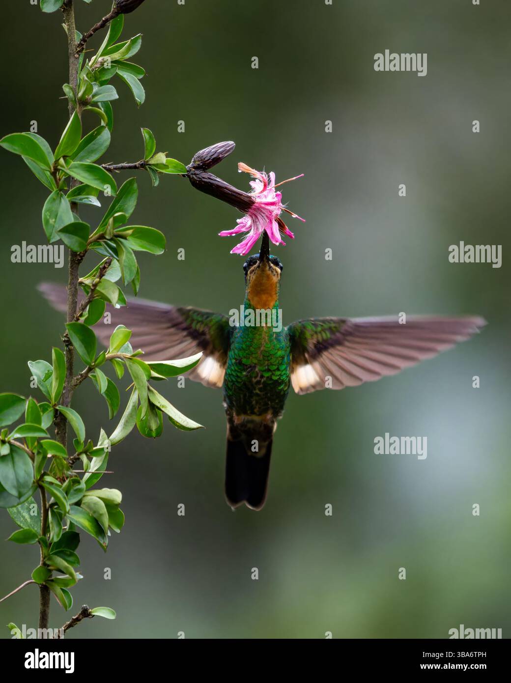 Una femmina colibrì Starfrontlet con alette Buff, Coeligena lutetiae, che si nutre di un fiore di Barnadesia in Ecuador. Foto Stock