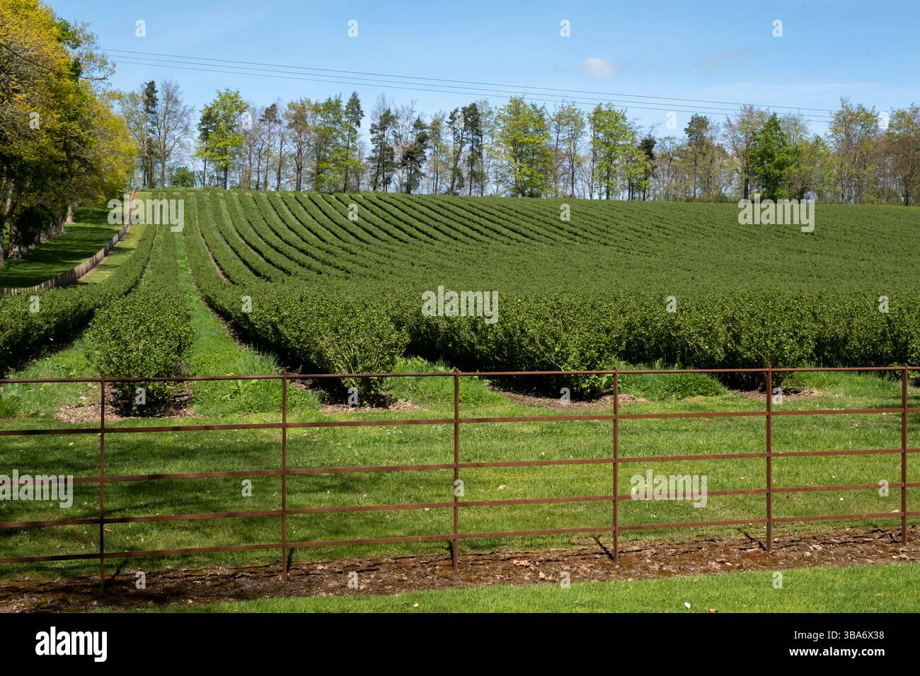 File fini di un campo di piante di ribes nero su un ex campo di cricket il 27 aprile 2025 a Shobdon, Regno Unito. L'Herefordshire ha un'industria agricola ricca e abbondante, con un'ampia gamma di colture, dai frutti teneri ai cereali, ed è sia pastorale che seminativo. Foto Stock