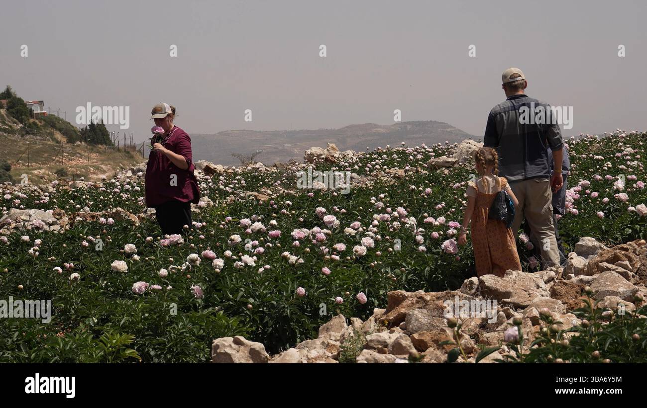 Volontari cristiani provenienti dagli Stati Uniti raccolgono fiori in una fattoria israeliana vicino all'insediamento israeliano di Har Brakha, a sud di Nablus, costruita su terreni confiscati dagli israeliani da tre villaggi palestinesi vicini, l'11 maggio 2025 a Har Brakha, Cisgiordania, Israele. Alcuni membri di linea dura del governo israeliano hanno chiesto l'annessione della Cisgiordania, che ospita quasi tre milioni di palestinesi e mezzo milione di coloni israeliani. Foto Stock