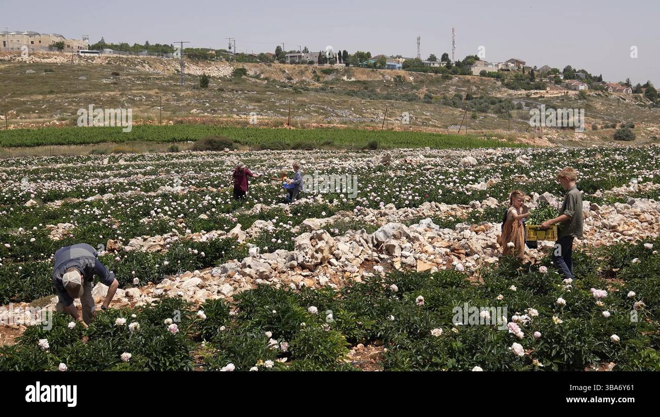 Volontari cristiani provenienti dagli Stati Uniti raccolgono fiori in una fattoria israeliana vicino all'insediamento israeliano di Har Brakha, a sud di Nablus, costruita su terreni confiscati dagli israeliani da tre villaggi palestinesi vicini, l'11 maggio 2025 a Har Brakha, Cisgiordania, Israele. Alcuni membri di linea dura del governo israeliano hanno chiesto l'annessione della Cisgiordania, che ospita quasi tre milioni di palestinesi e mezzo milione di coloni israeliani. Foto Stock