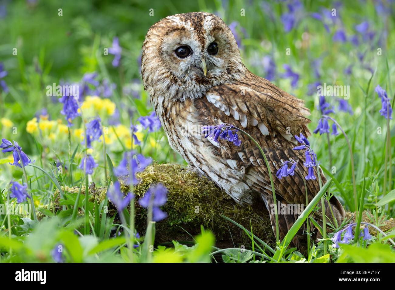 Tawny Owl a Springtime, arroccato su un tronco coperto di muschio nel bosco di Bluebell. Primo piano. Rivolto verso la parte anteriore. Nome scientifico: Strix aluco. Orizzontale. Copia Foto Stock