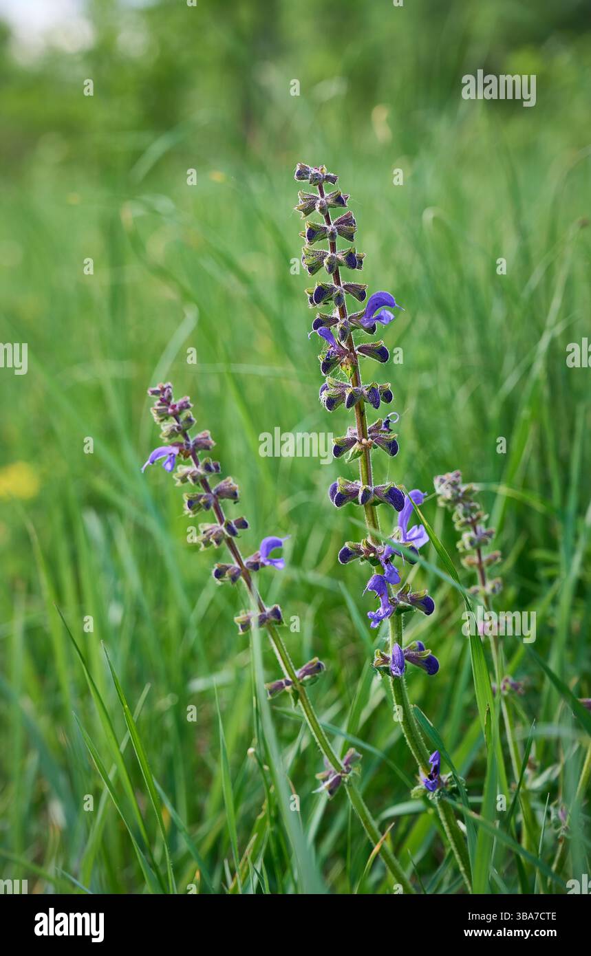 Prato in fiore (Salvia pratensis). Foto Stock