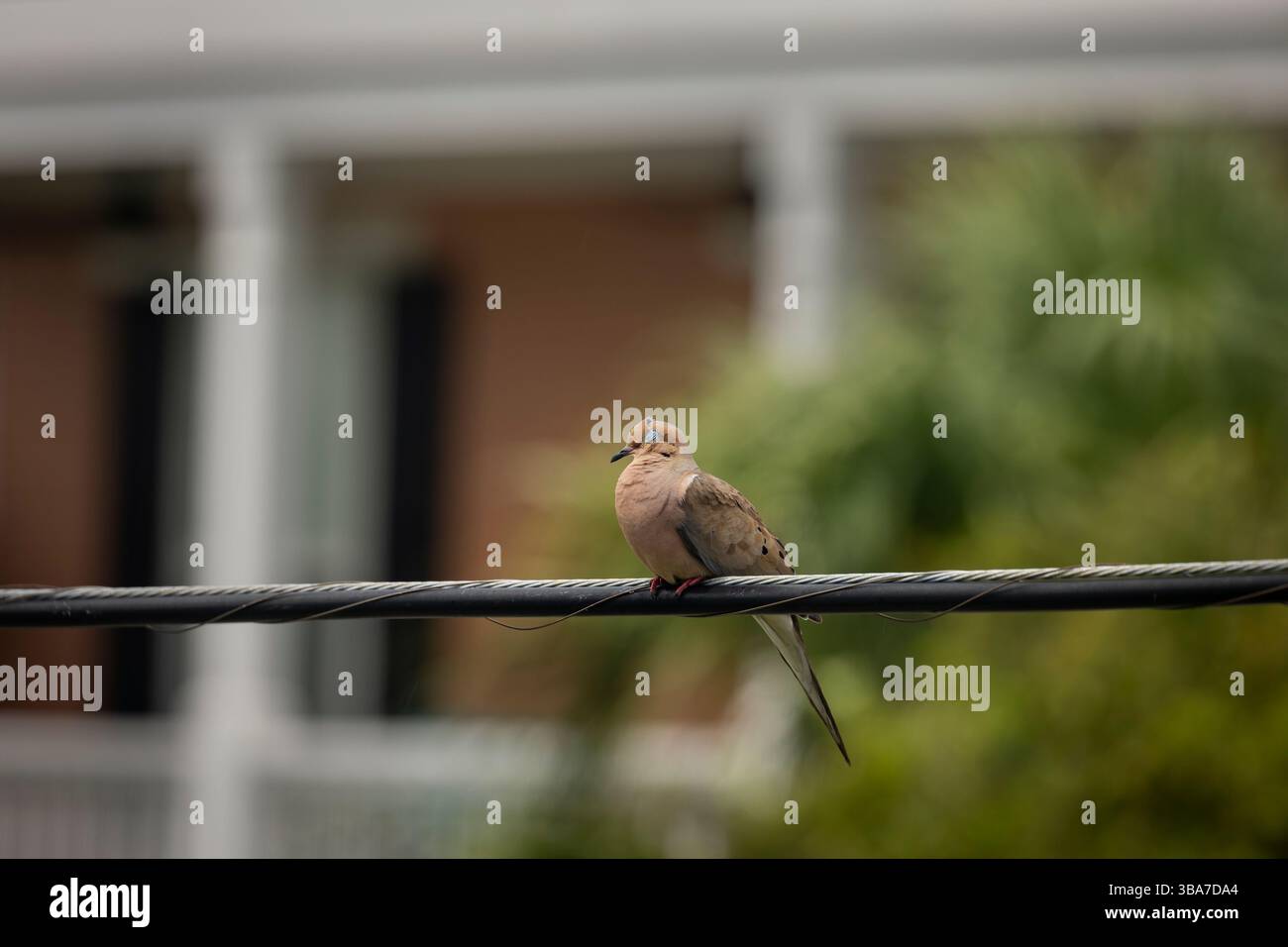 Un comune uccello colomba del mattino (Zenaida macroura) si riposa con gli occhi chiusi dormendo su uno spesso fascio di cavi elettrici su un coperto Foto Stock