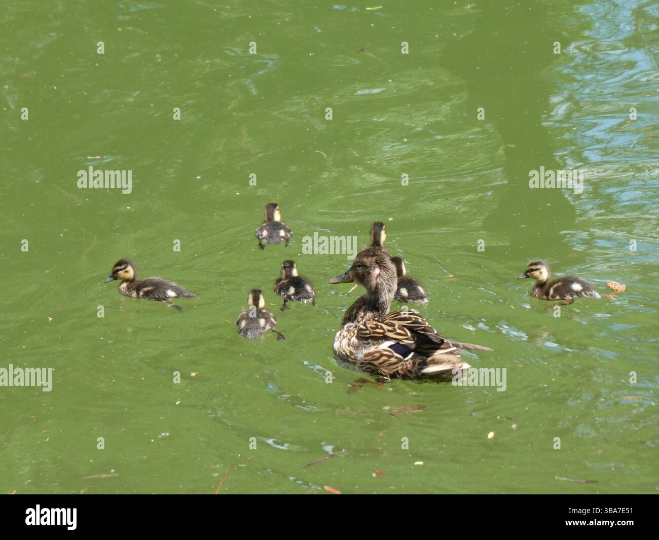 Duck Family nuoto in un lago Foto Stock