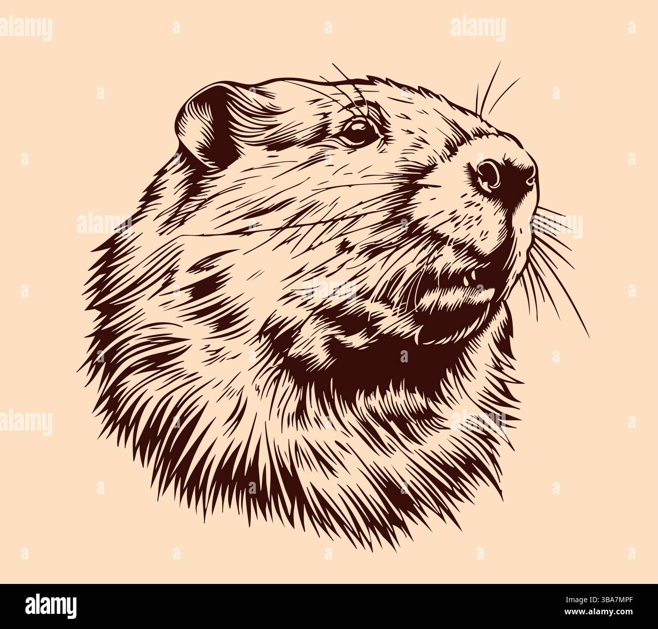 Testa di Beaver isolata. Disegna bianco e nero. Illustrazione vettoriale incisione Illustrazione Vettoriale