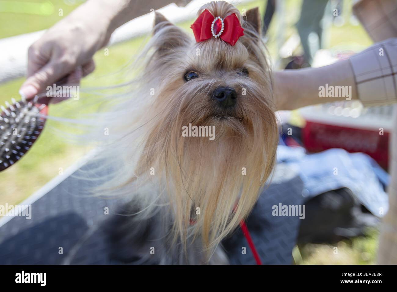 Yorkshire Terrier con arco rosso spazzolato Foto Stock
