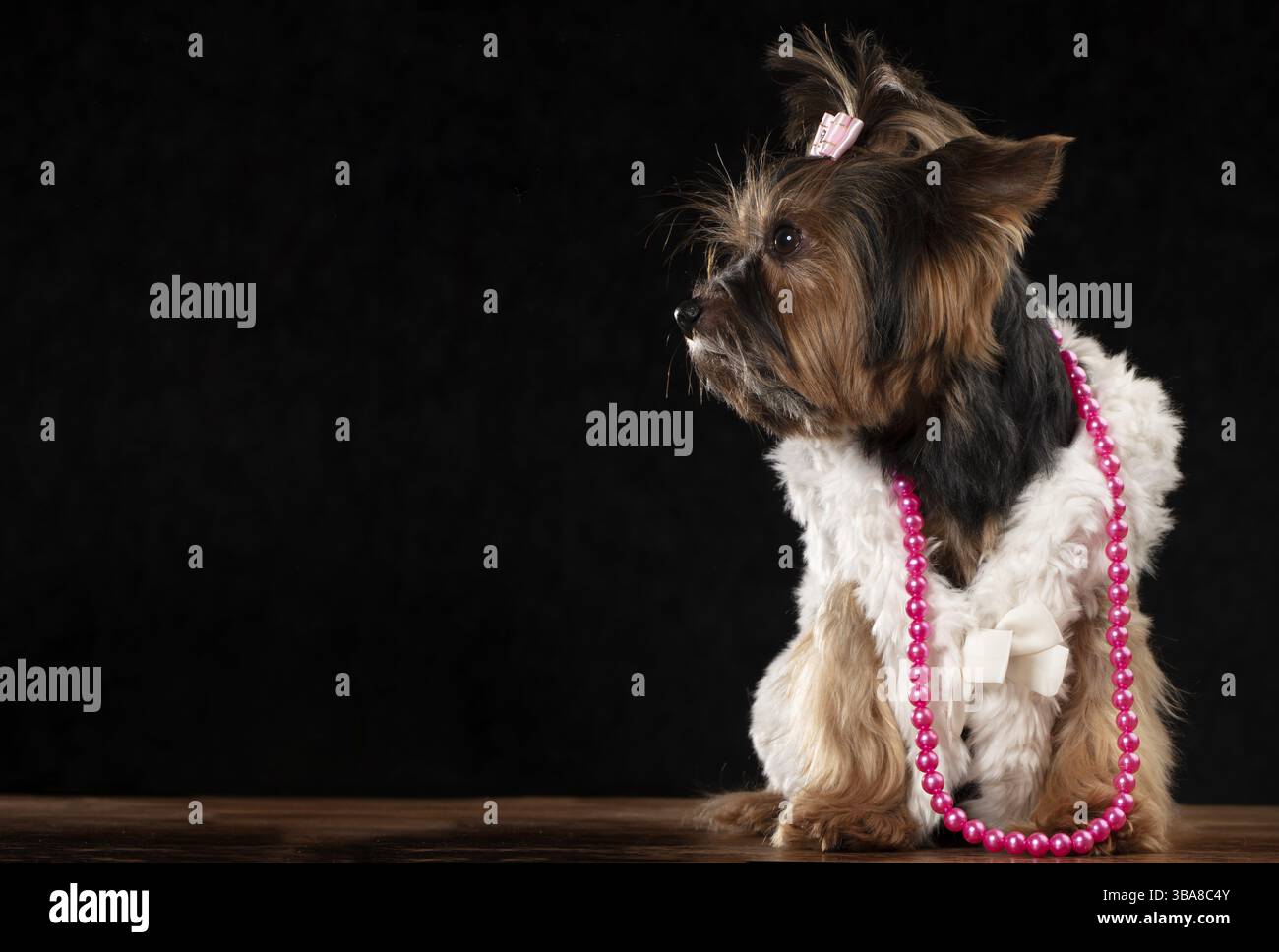 Yorkshire Terrier in abiti bellissimi. Un cane glamour alla moda in un cappotto di pelliccia, decorato con perle e fiocco. Abiti firmati per cani Foto Stock