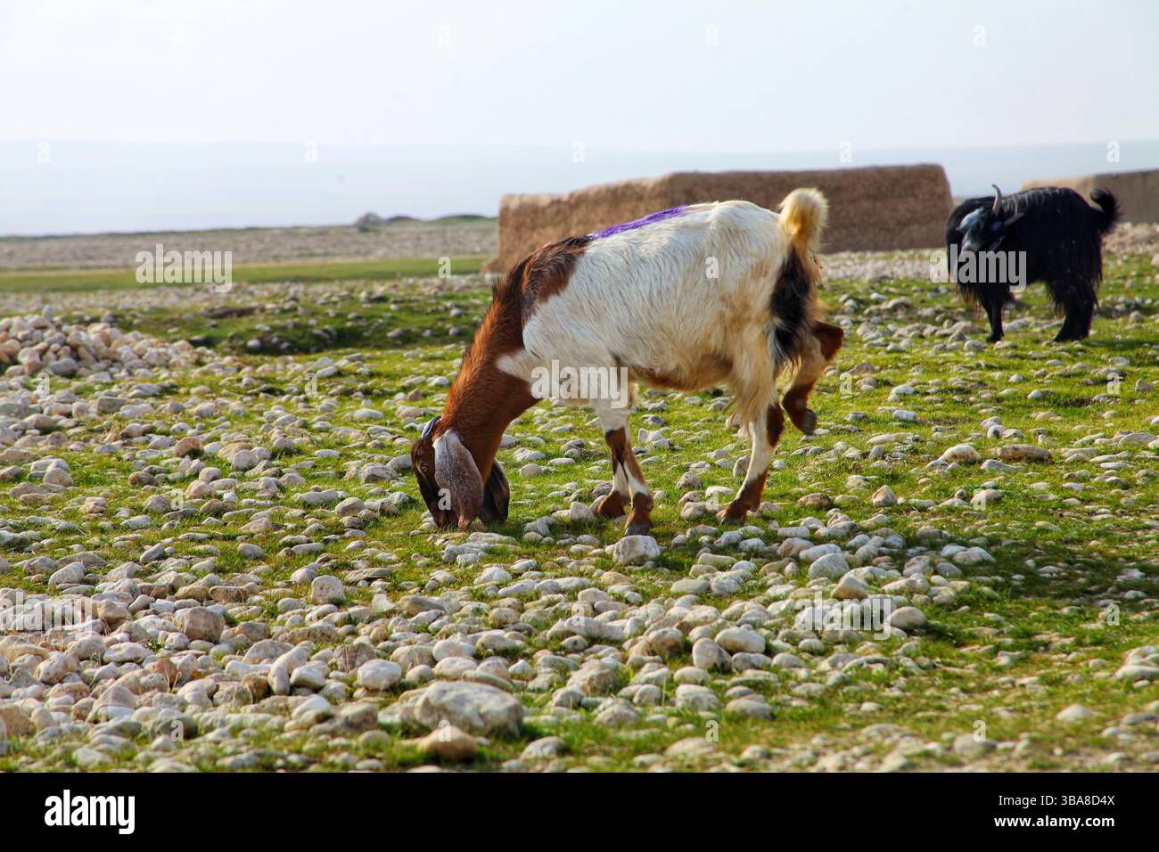 Animale nella natura Foto Stock