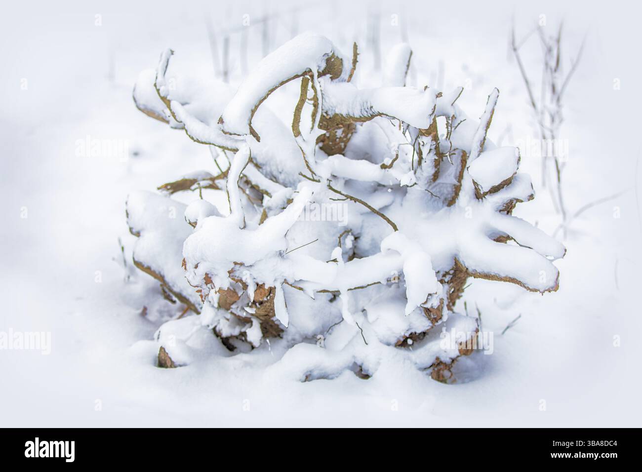 La consistenza dei rami ricoperti di neve. Albero invernale Foto Stock
