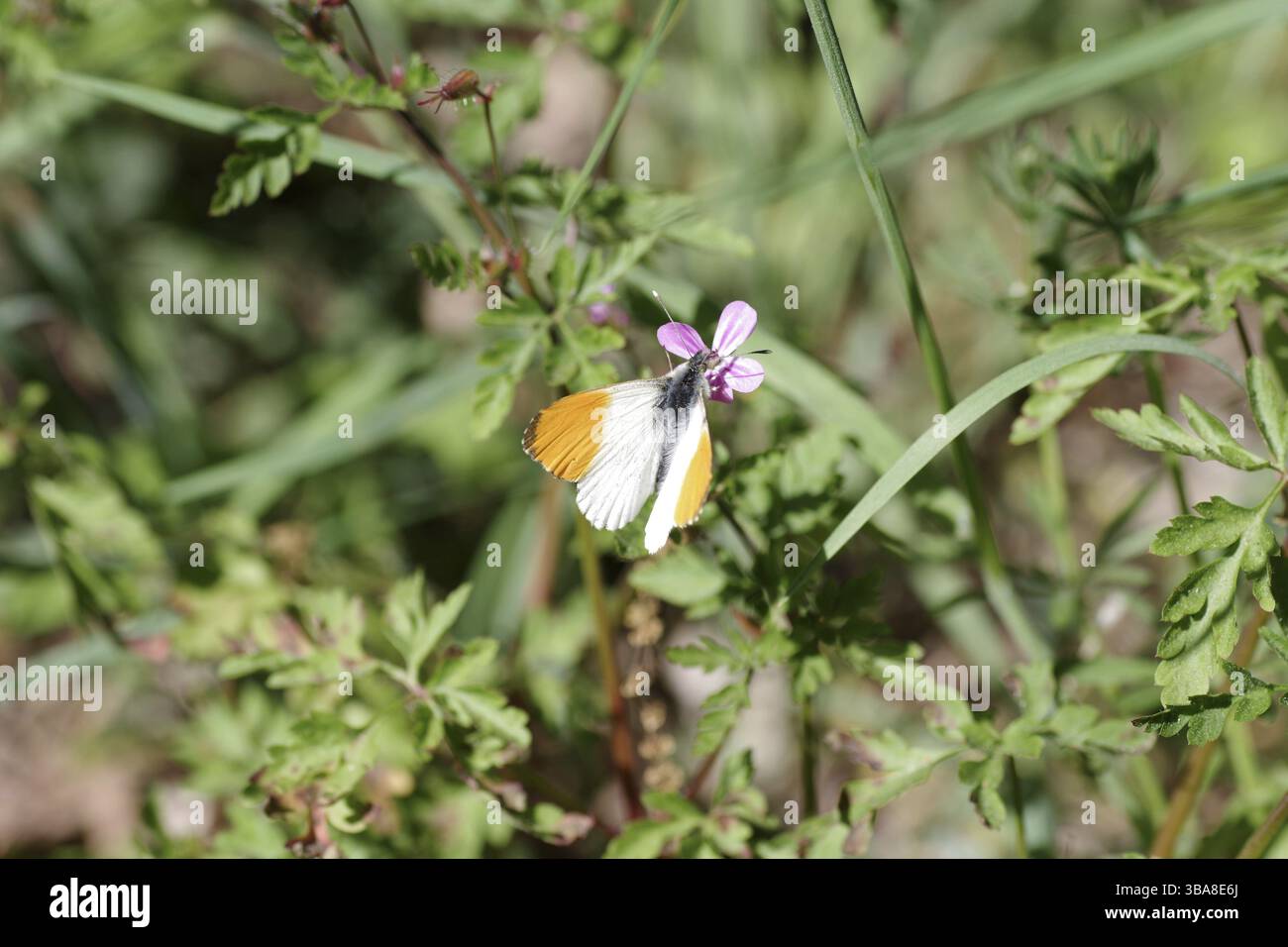 Farfalla Aurora (Anthocharis cardamines), maschio, farfalla, arancio, ali, fiore, nettare, macro, Germania, il maschio farfalla Aurora con la sua arancia-c Foto Stock