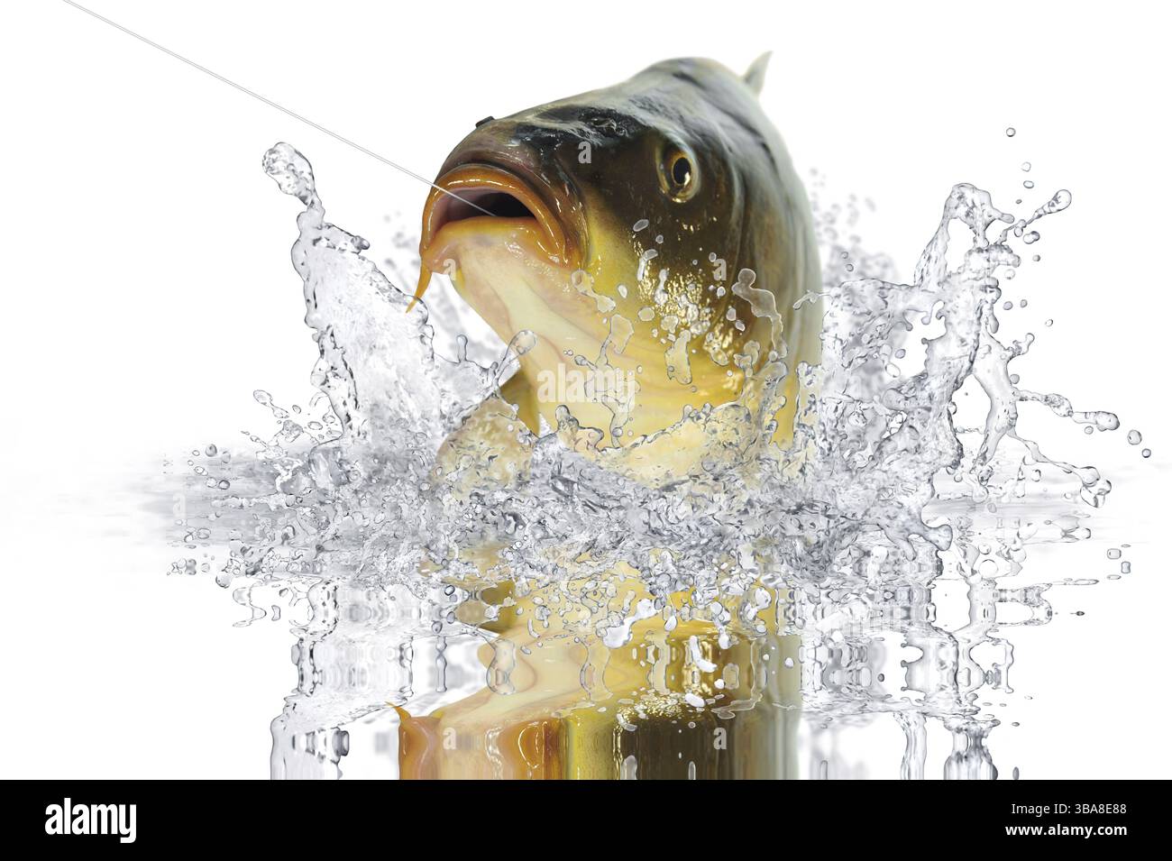 Carpa sulla canna da pesca Foto Stock