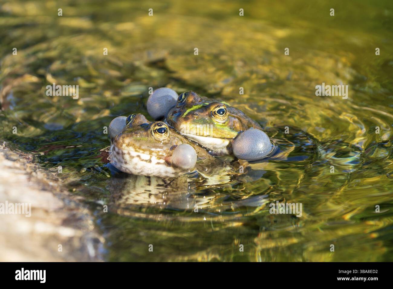 Rana d'acqua (Rana esculante), Francia, Europa Foto Stock