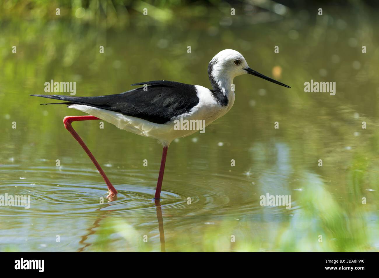 Un grazioso uccello scorre attraverso le acque cristalline di uno stagno, Stilt con ali nere (Himantopus himantopus), Francia, Europa Foto Stock