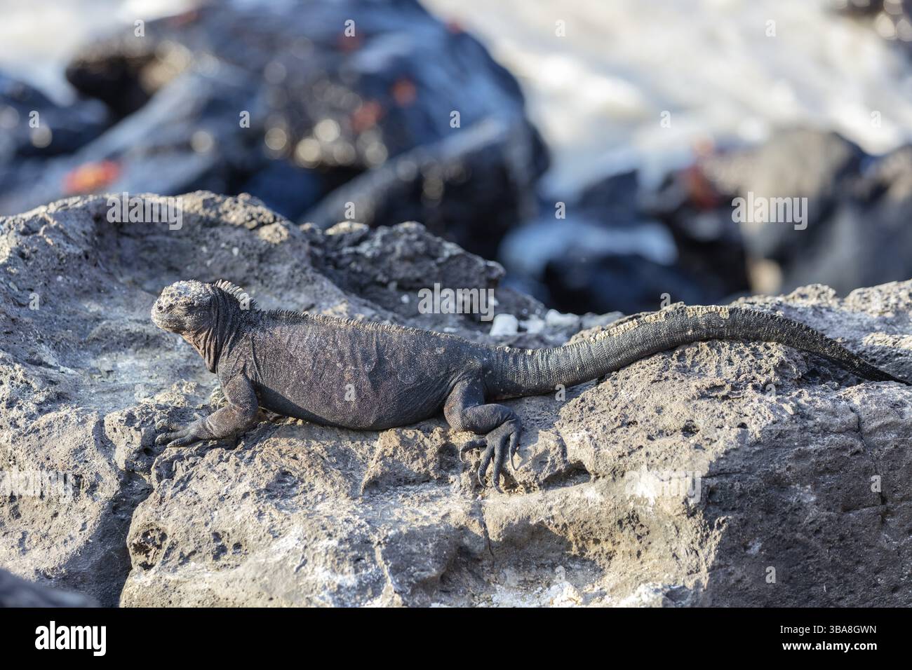 Lucertola marina (Amblyrhynchus cristatus), San Cristobal, Galapagos, Ecuador, Sud America Foto Stock