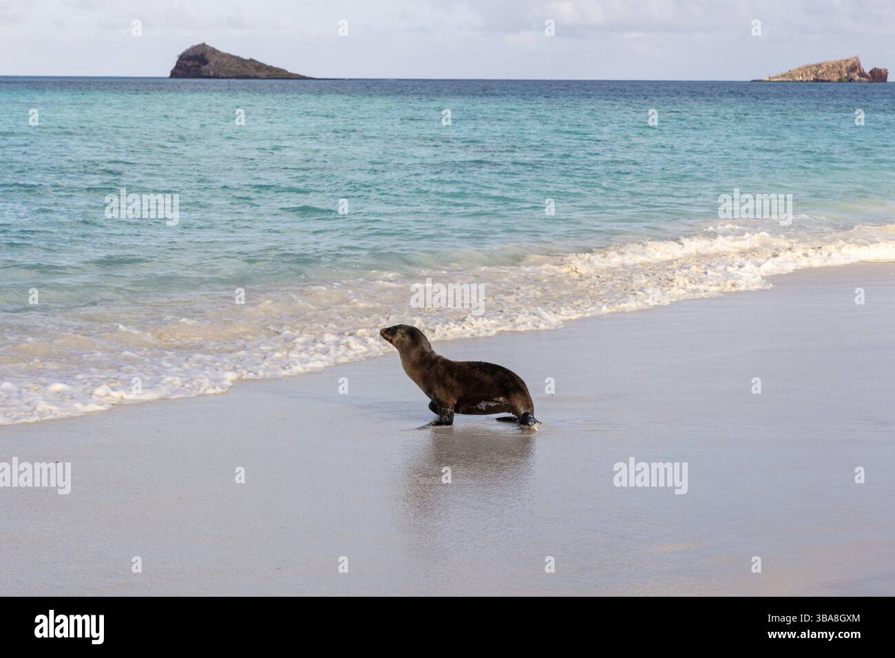 Leone marino (Zalophus wollebaeki), Galapagos, Ecuador, Sud America Foto Stock