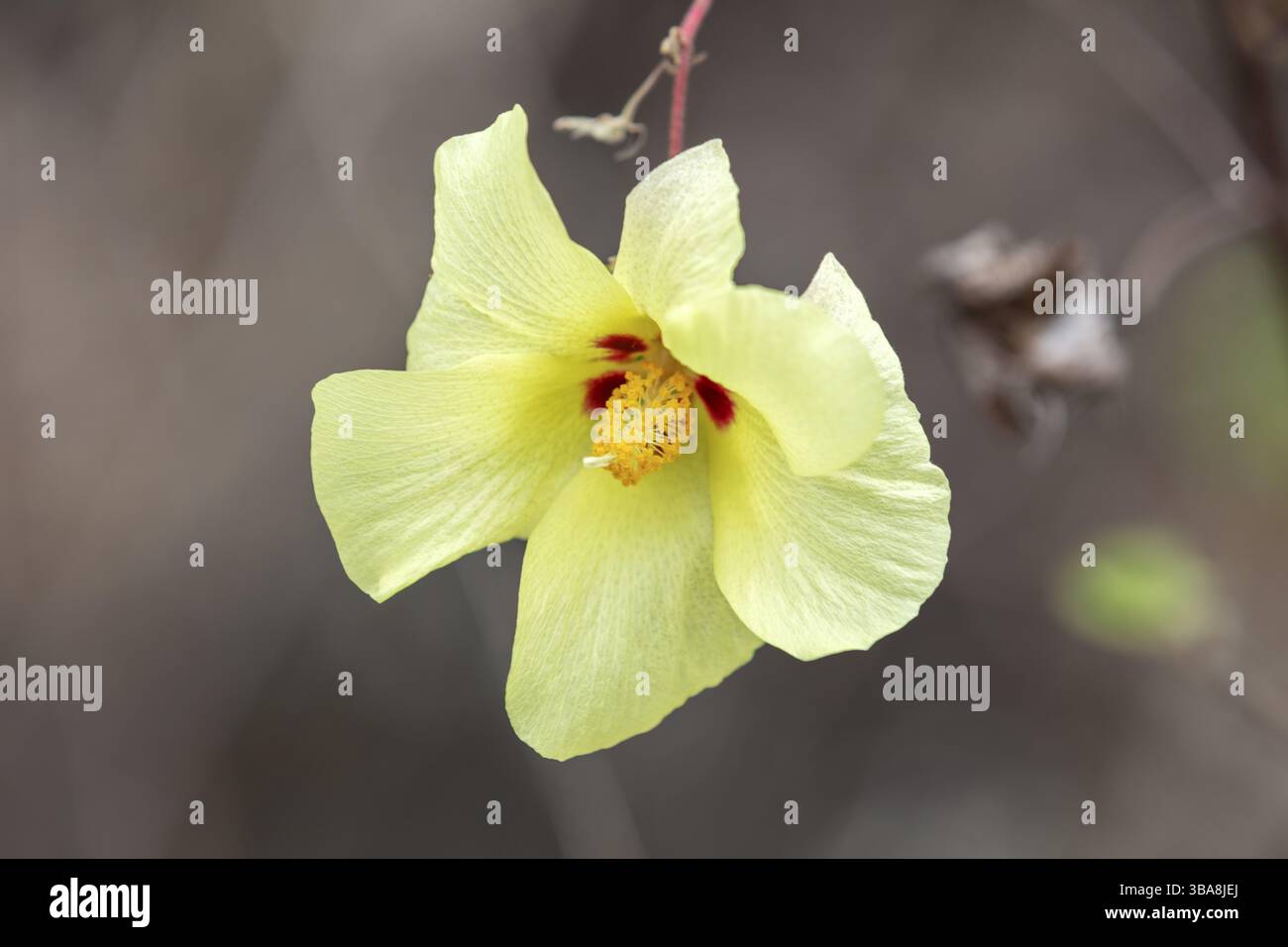 Gossypium herbaceum (Gossypium), San Cristobal, Galapagos, Ecuador, Sud America Foto Stock