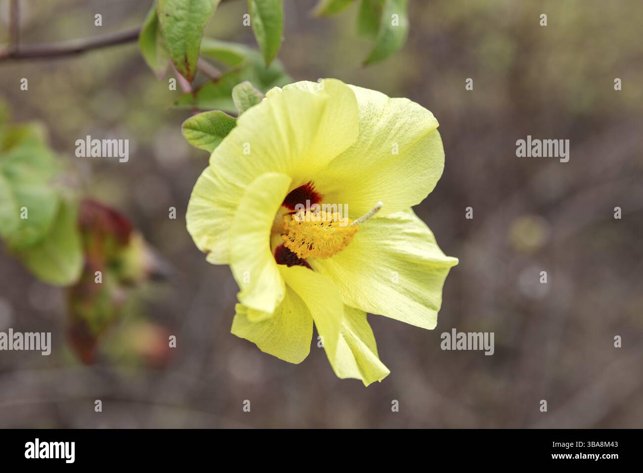 Gossypium herbaceum (Gossypium), San Cristobal, Galapagos, Ecuador, Sud America Foto Stock