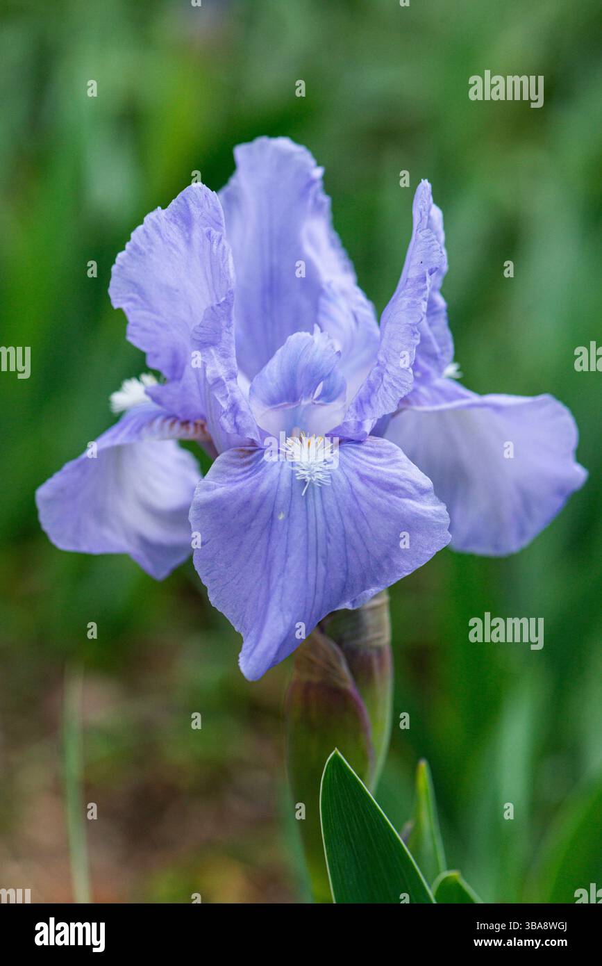 Un fiore di iride blu pallido Foto Stock