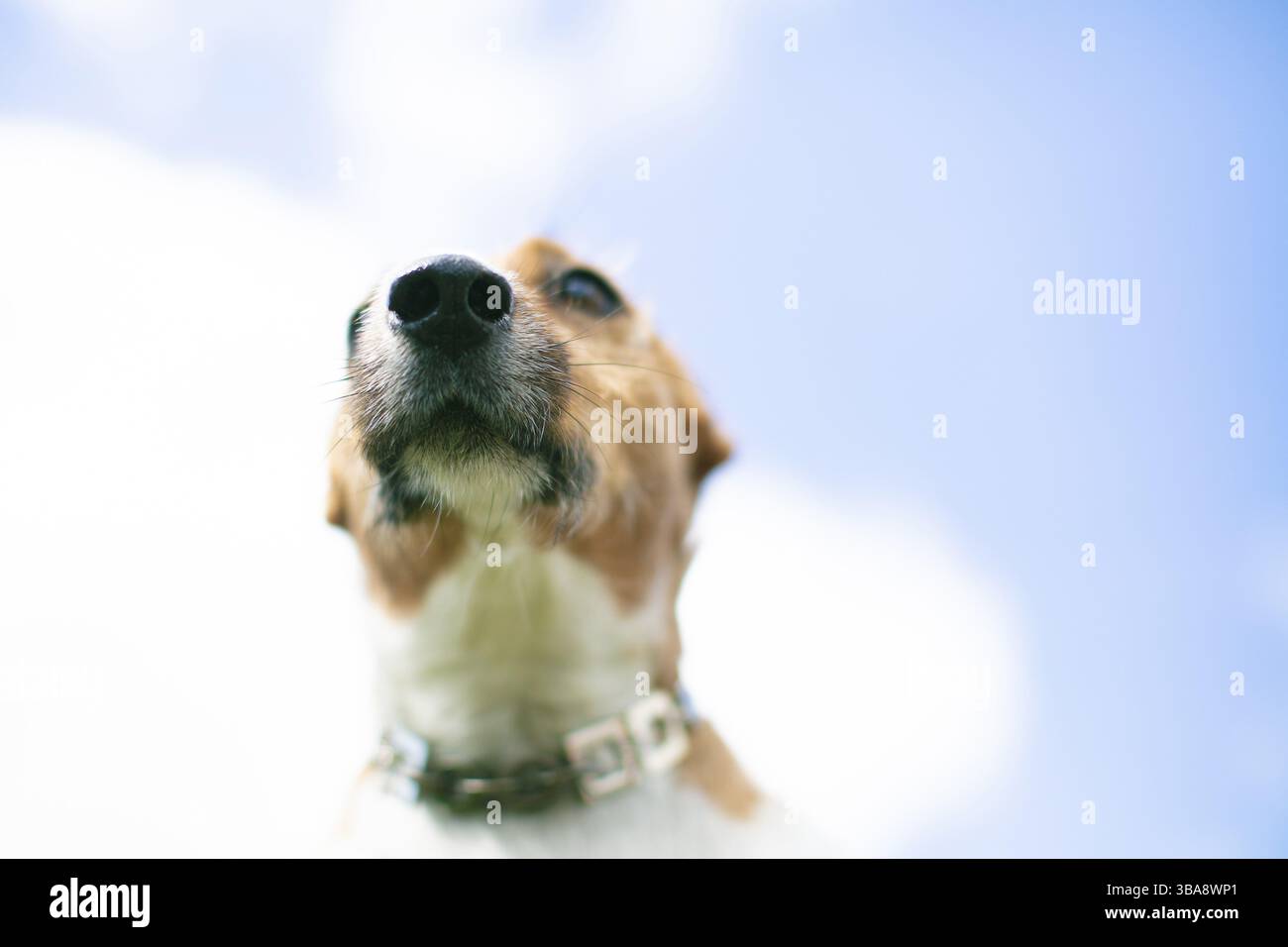Il naso del cane razza dec rassl su uno sfondo di cielo blu. Il naso del cane Foto Stock