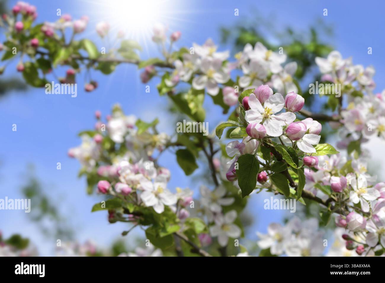 La molla 114 Foto Stock