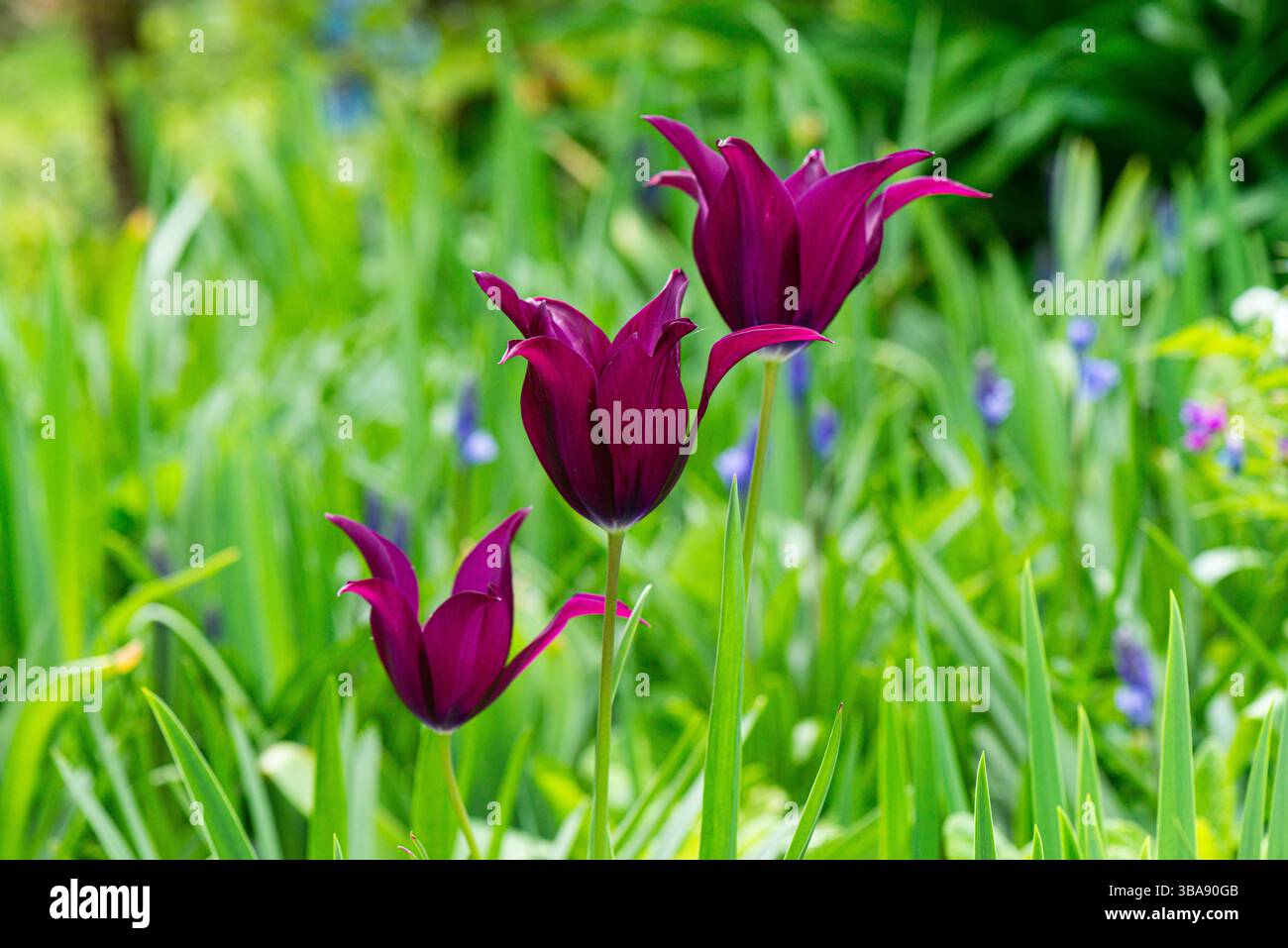Tre di tulipani viola Foto Stock