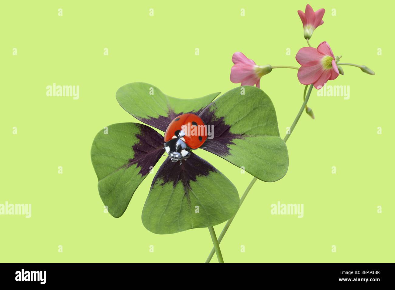 Trifoglio fortunato con ladybird Foto Stock