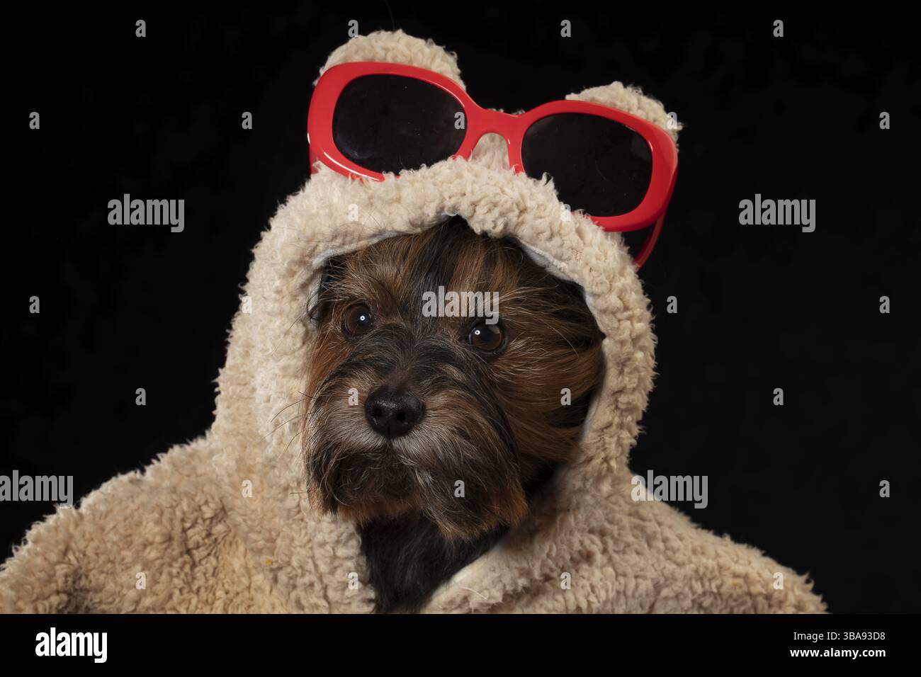 Yorkshire Terrier in abiti bellissimi. Un cane glamour e alla moda con un cappotto e occhiali in pelliccia. Abiti firmati per cani Foto Stock