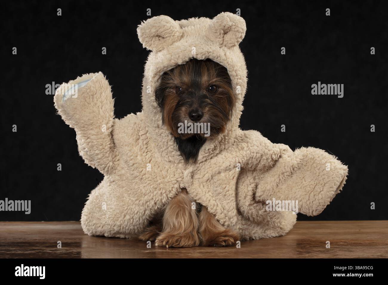 Il simpatico cane Yorkshire Terrier in abiti di pelliccia ha alzato la zampa. Umorismo cane Foto Stock