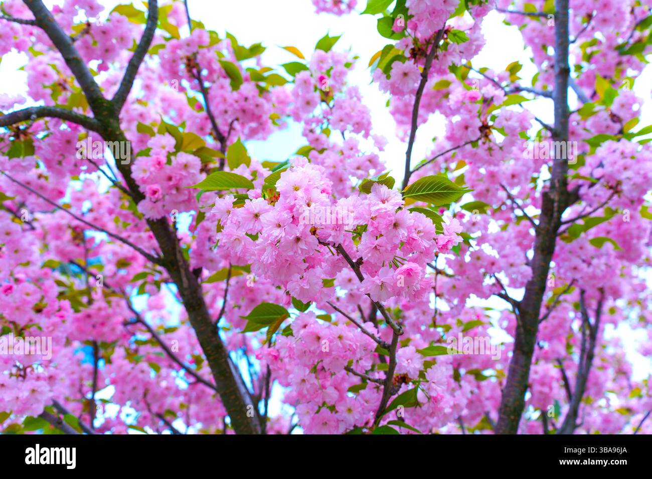 Vibrante albero di ciliegio in fiore pieno di fiori rosa, fotografato da vicino durante la brillante stagione primaverile, catturando l'essenza della bellezza della natura Foto Stock
