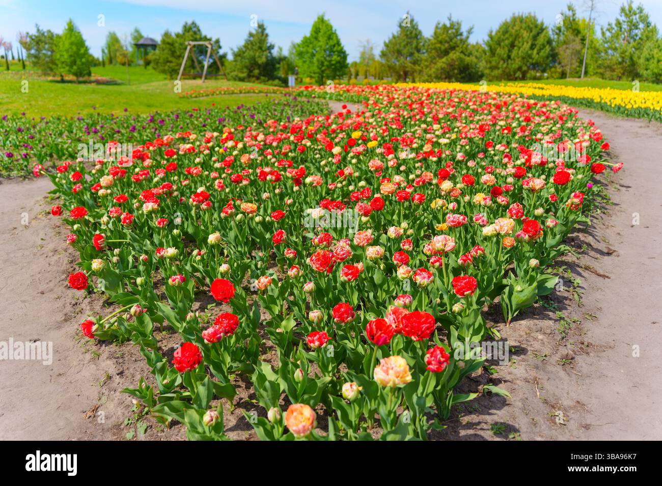 Lungo letto di fiori pieno di tulipani colorati e tulipani doppi in un parco primaverile, che mostra vibranti fioriture sotto la luce del sole e un cielo azzurro cristallino. Foto Stock