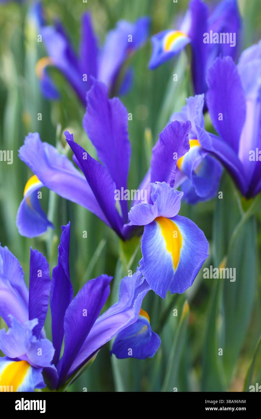 Iris hollandica "Discovery". Iris olandese Dicovery fiorito nel bel mezzo di un confine di tarda primavera. REGNO UNITO Foto Stock