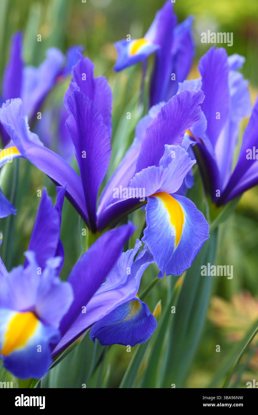 Iris hollandica "Discovery". Iris olandese Dicovery fiorito nel bel mezzo di un confine di tarda primavera. REGNO UNITO Foto Stock