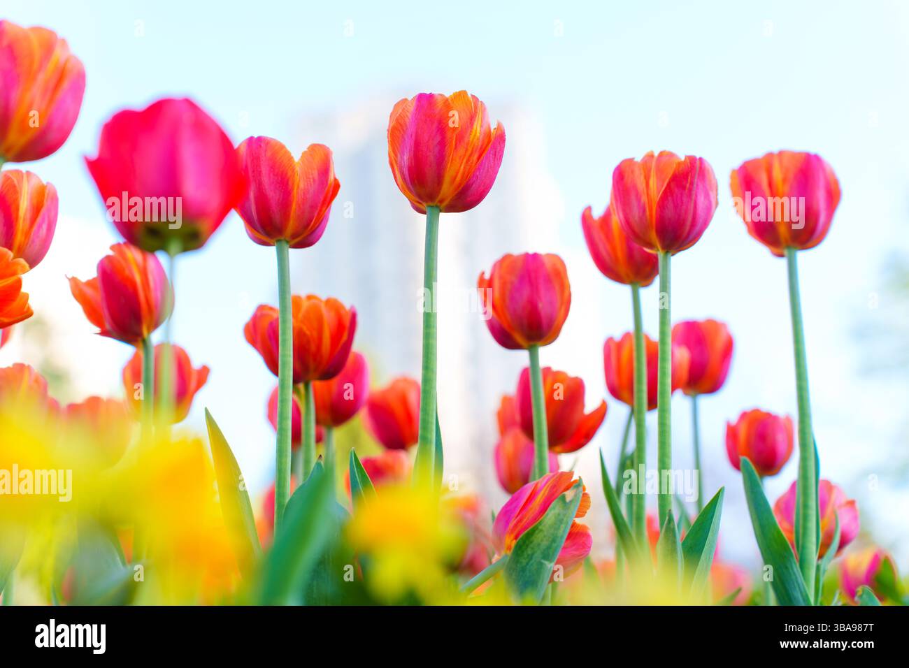 Vista ravvicinata di tulipani rosa vibranti che ondeggiano dolcemente in un giardino, illuminato dalla luce soffusa del sole, creando un'atmosfera di primavera allegra e vivace. Foto Stock