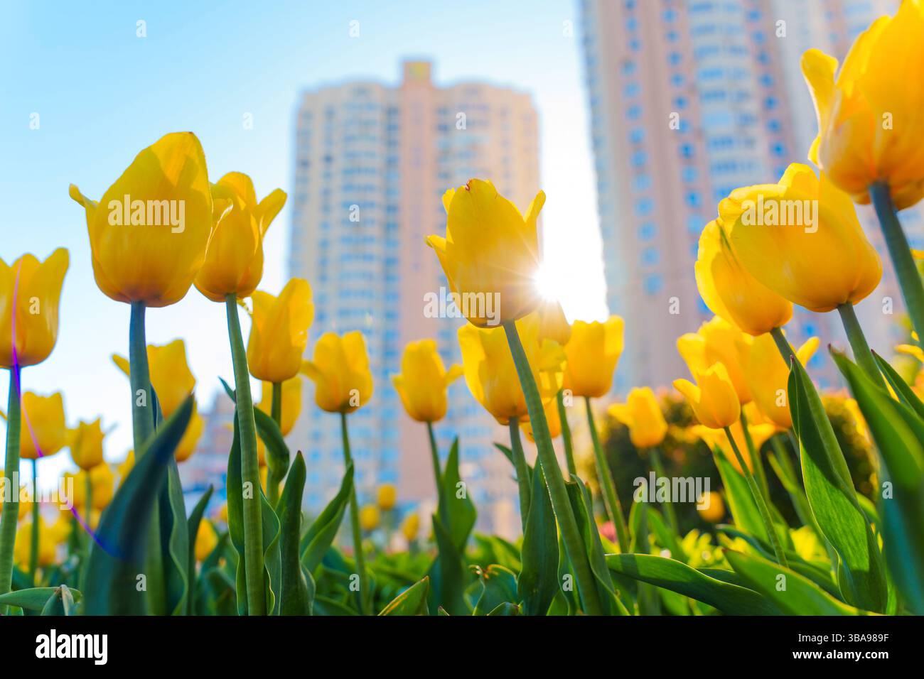 Tulipani gialli vibranti che fioriscono in un giardino urbano, con alti blocchi di appartamenti e un cielo azzurro limpido che creano un contrasto sorprendente sullo sfondo. Foto Stock