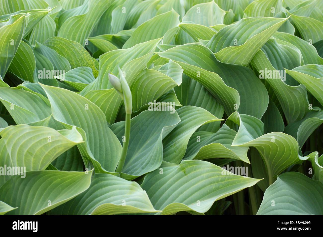 Hosta Krossa Regal giglio che mostra caratteristiche foglie blu grigie in tarda primavera.UK Foto Stock
