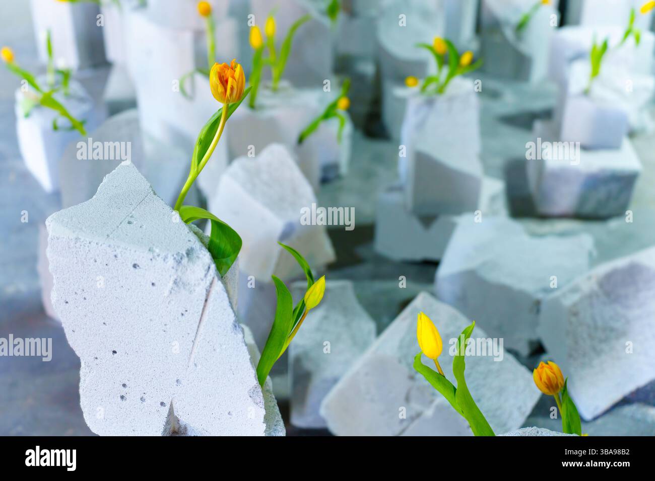 Scena in studio contemporanea con vibranti tulipani gialli che emergono da frammentati blocchi di cemento bianco, che mostrano una giustapposizione creativa del natur Foto Stock