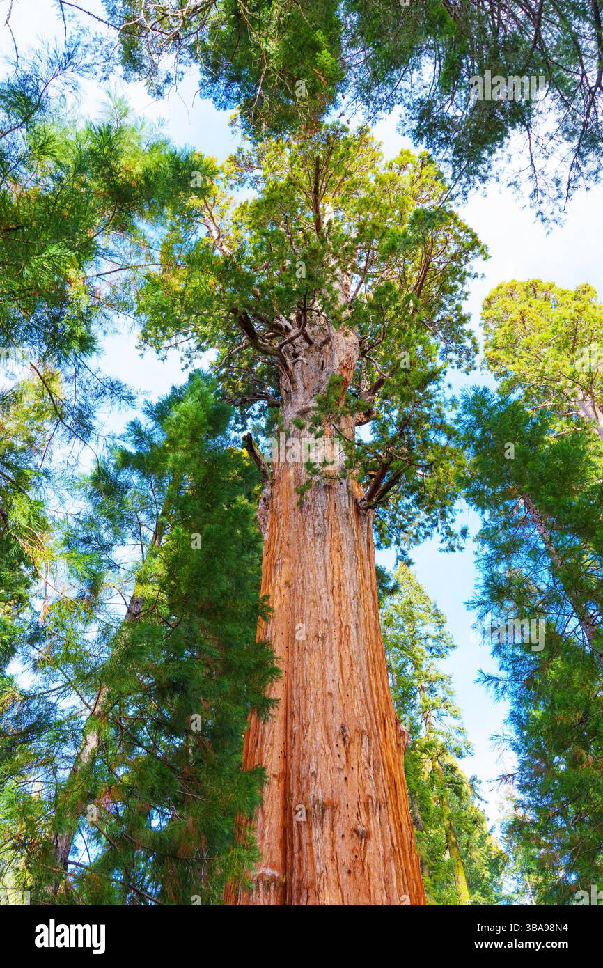 Sequoia National Park, California - 30 novembre 2024: L'imponente albero General Sherman nel Sequoia National Park mostra la sua impressionante altezza e il suo dist Foto Stock