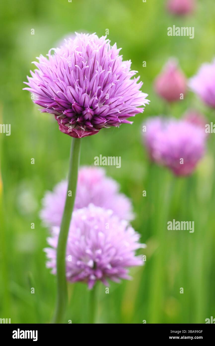 Allium schoenoprasum. Erba cipollina, un'erba culinaria, fiori in un giardino in tarda primavera. REGNO UNITO Foto Stock