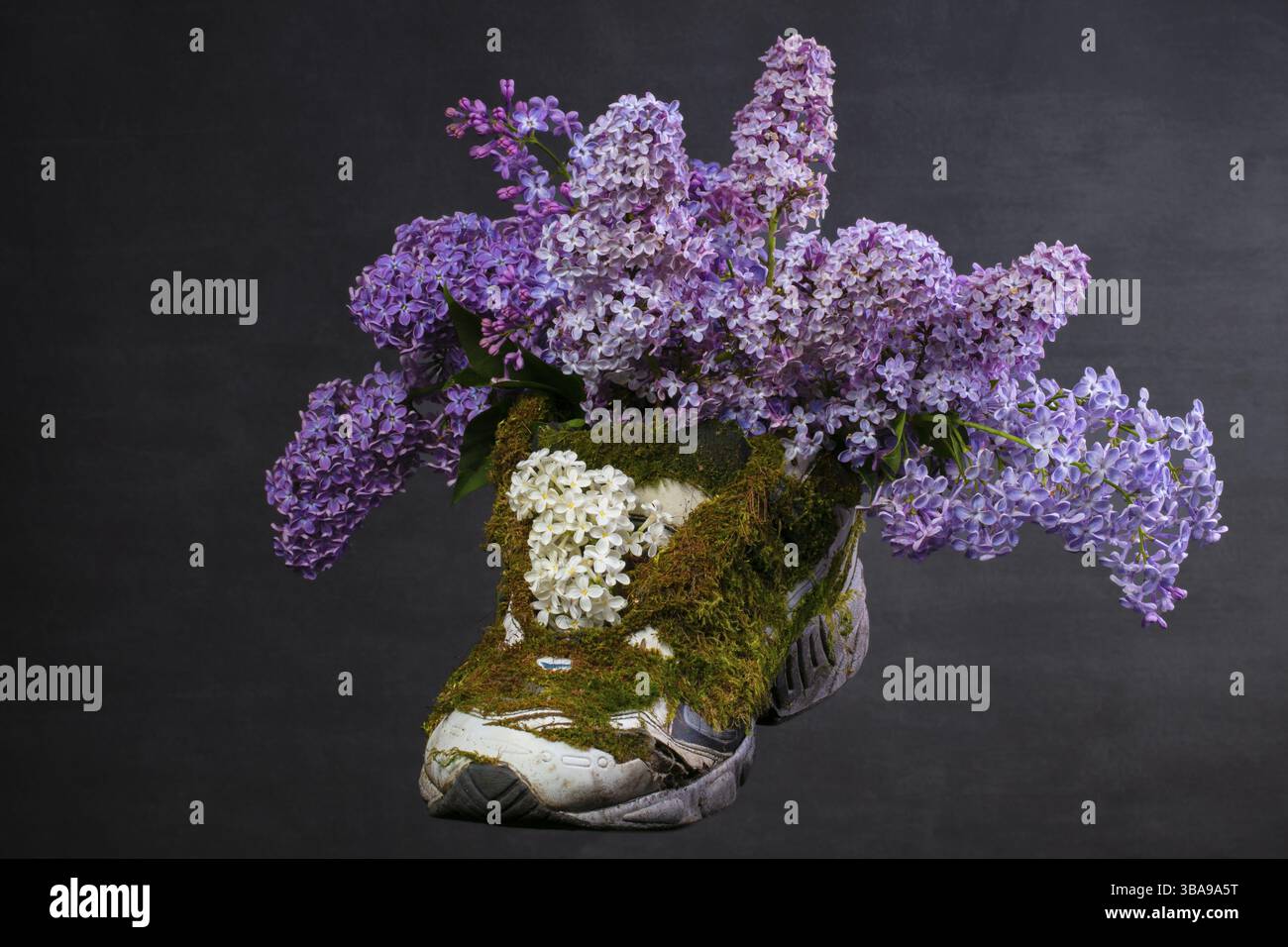 Sneaker ricoperta di muschio e lavanda in fiore. Scarpe realizzate con materiali naturali Foto Stock