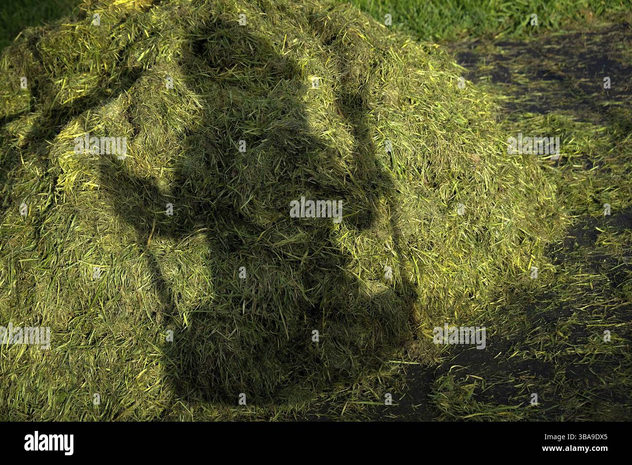 Silhouette di ombra in erba di ragazzo su corde oscillanti Foto Stock