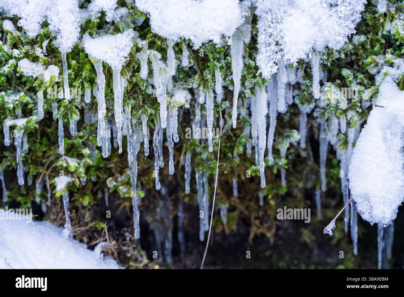 Lunghi ghiaccioli pendono dalla pietra muschiata, catturando la luce mentre l'acqua di fusione gocciola, congelata a metà movimento sopra una parete verde ombreggiata. Foto Stock