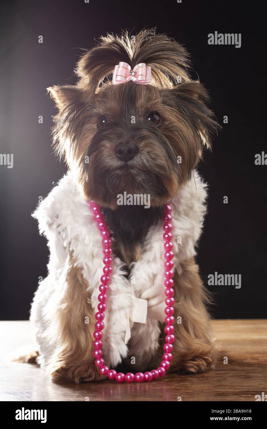Yorkshire Terrier in abiti bellissimi. Un cane glamour alla moda in un cappotto di pelliccia, decorato con perline e fiocco. Abiti firmati per cani Foto Stock