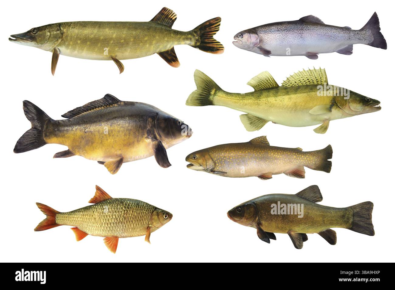 Pesci 147 Foto Stock