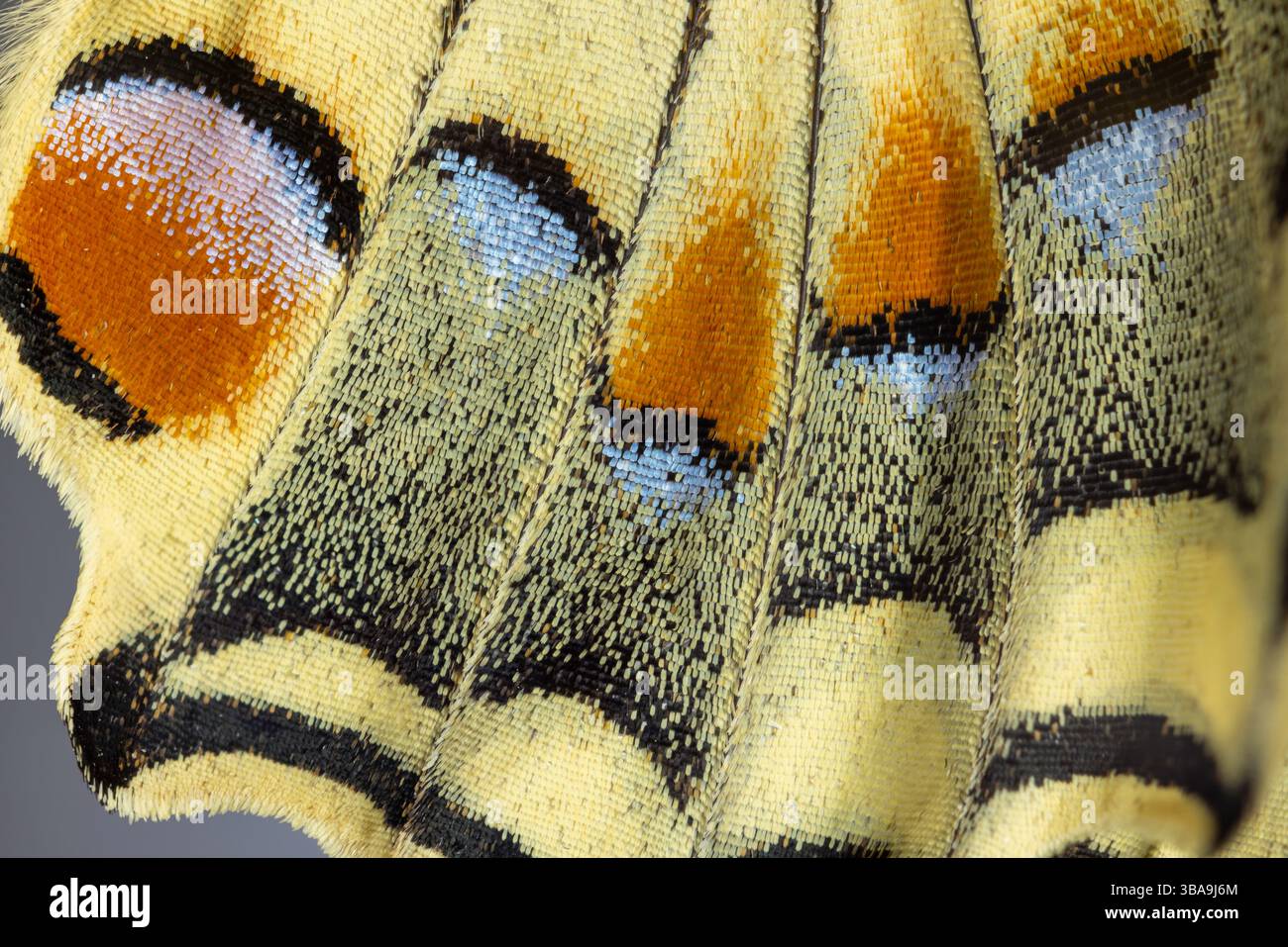 Texture macro estrema di un'ala farfalla a coda di rondine. Foto Stock