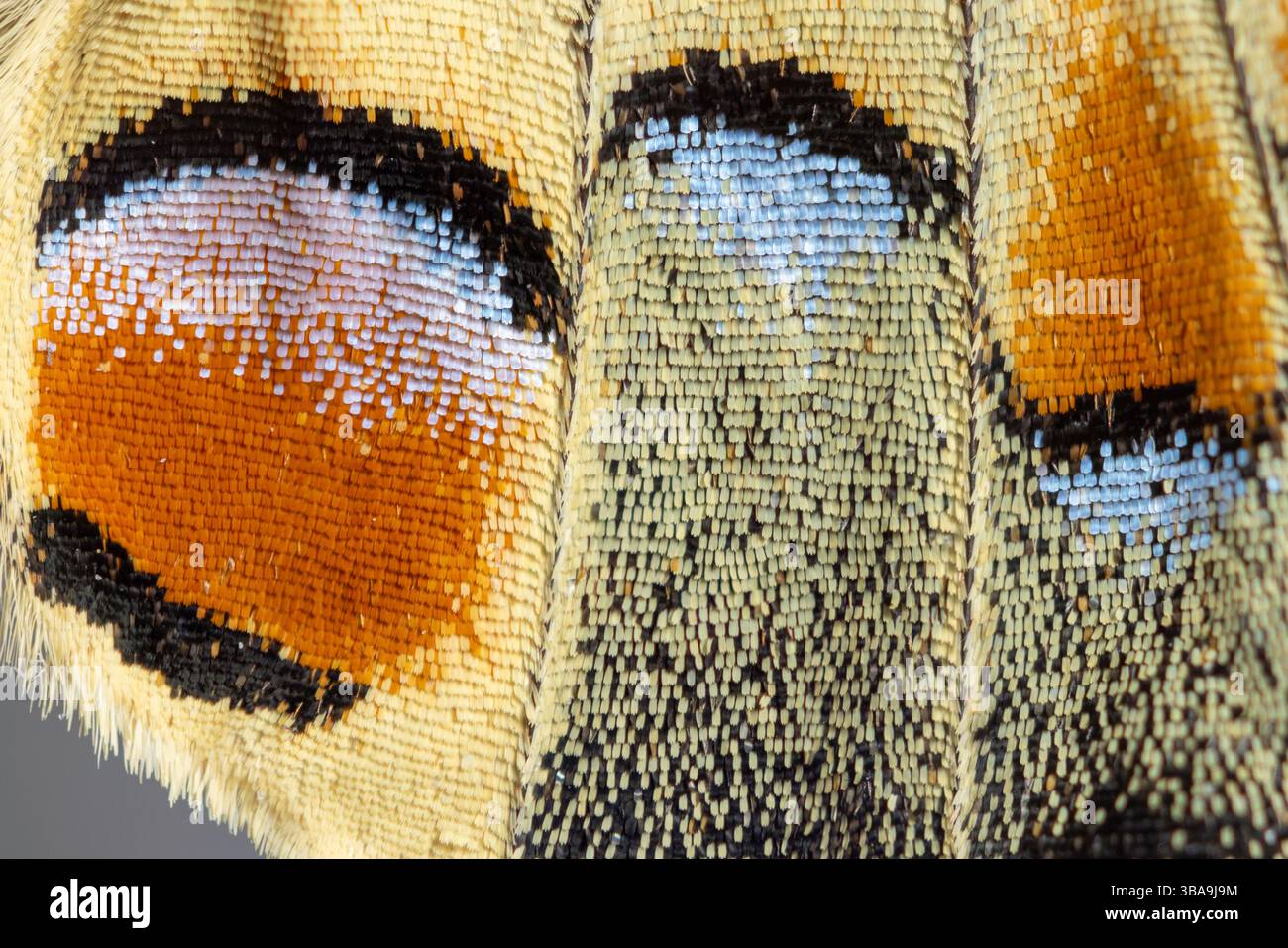 Texture macro estrema di un'ala farfalla a coda di rondine. Foto Stock