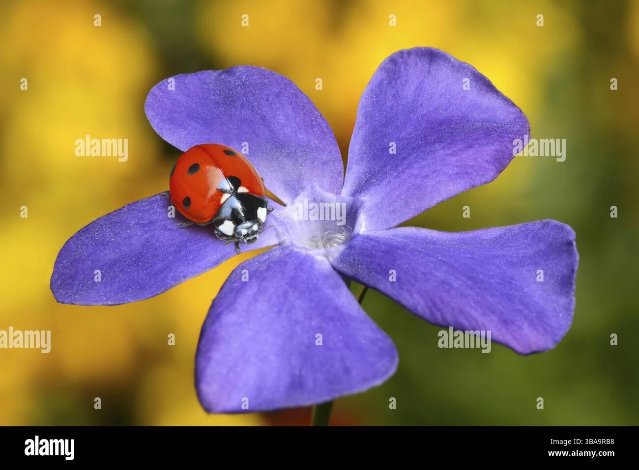 Coccinella su un fiore Foto Stock